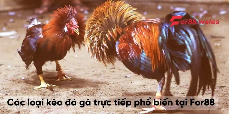 Các loại kèo đá gà trực tiếp phổ biến tại For88