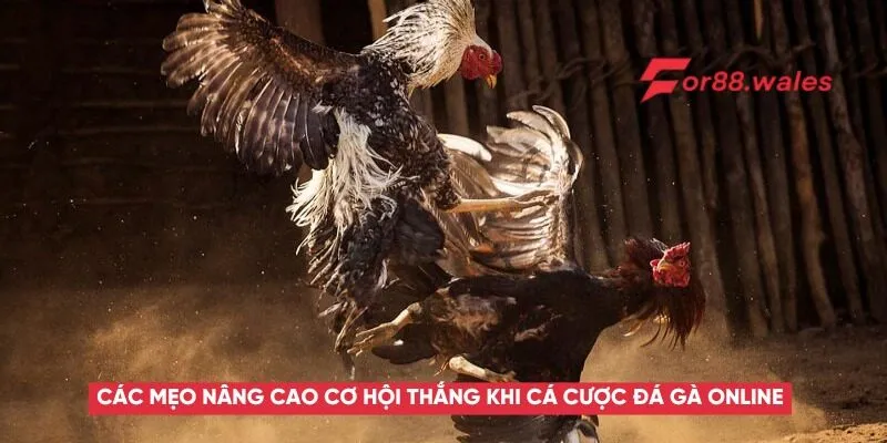 Các mẹo nâng cao cơ hội thắng khi cá cược đá gà online