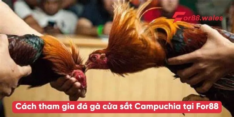 Cách tham gia đá gà cửa sắt Campuchia tại For88