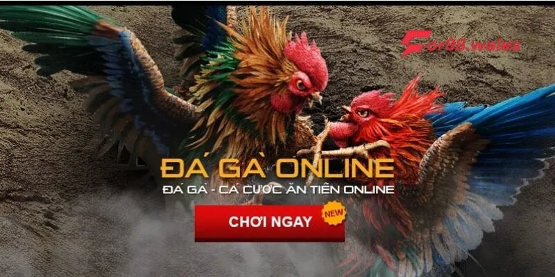 Cách tham gia đá gà online