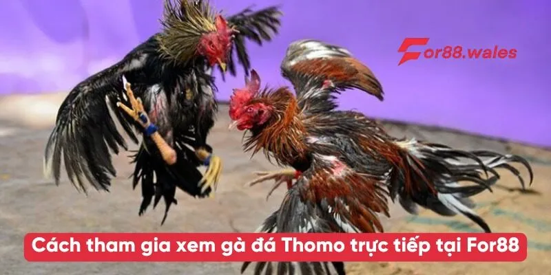 Cách tham gia xem gà đá Thomo trực tiếp tại For88