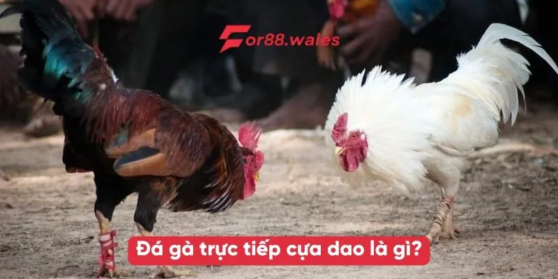 Đá gà trực tiếp cựa dao là gì?