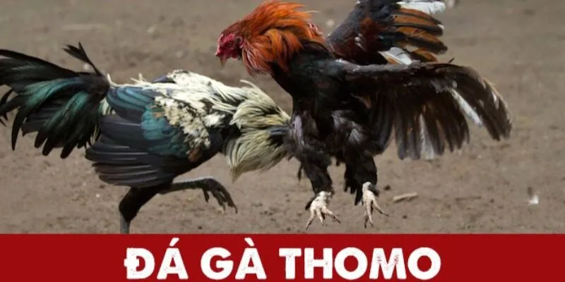 Gà đá Thomo là gì?