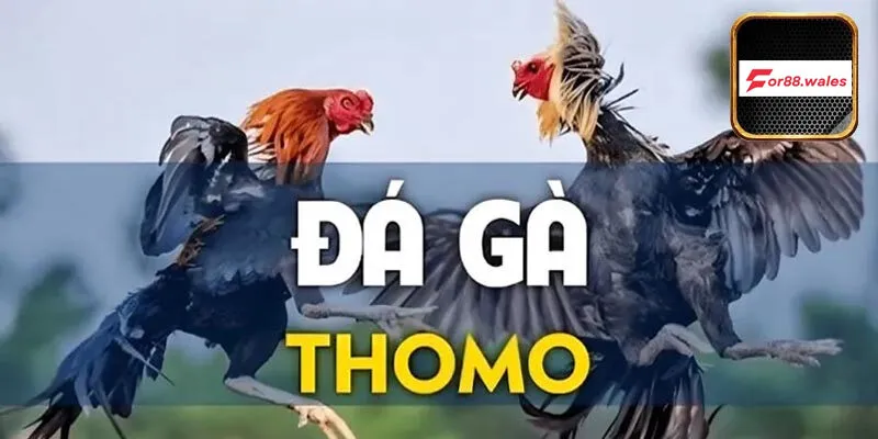 Hướng dẫn tham gia đá gà Thomo online tại nhà cái