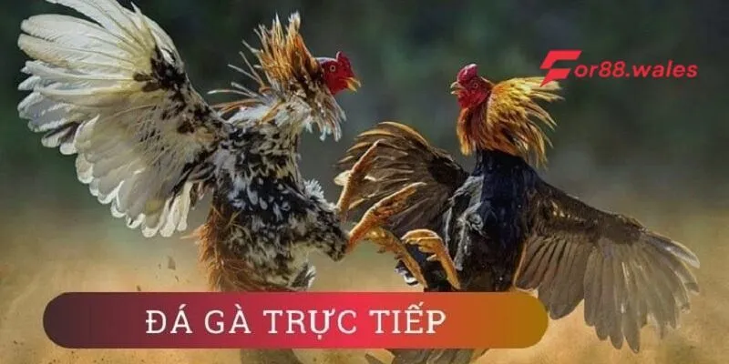 Kèo đá gà trực tiếp là gì?