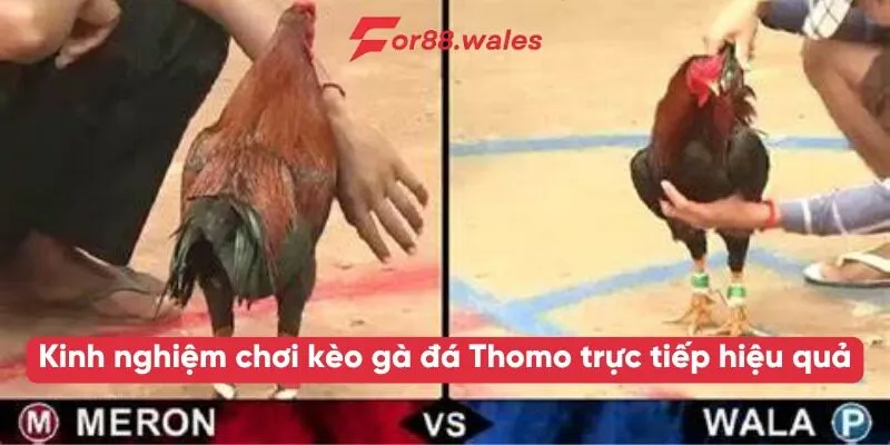 Kinh nghiệm chơi kèo gà đá Thomo trực tiếp hiệu quả